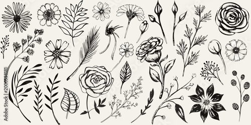 botanical illustrations in black and white line art style high quality professional detailed modern elegant