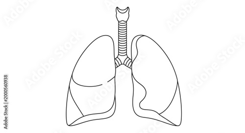 Foto Human lungs with trachea anatomy.