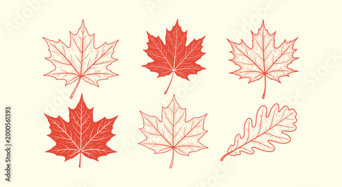 Bild auf Leinwand Vintage hand drawn red maple and oak leaf illustrations set isolated on light ba