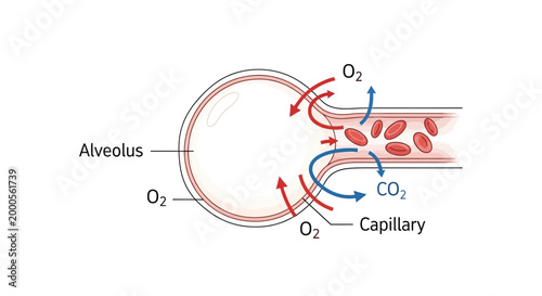 Oxygen and Carbon Dioxide Exchange Process.