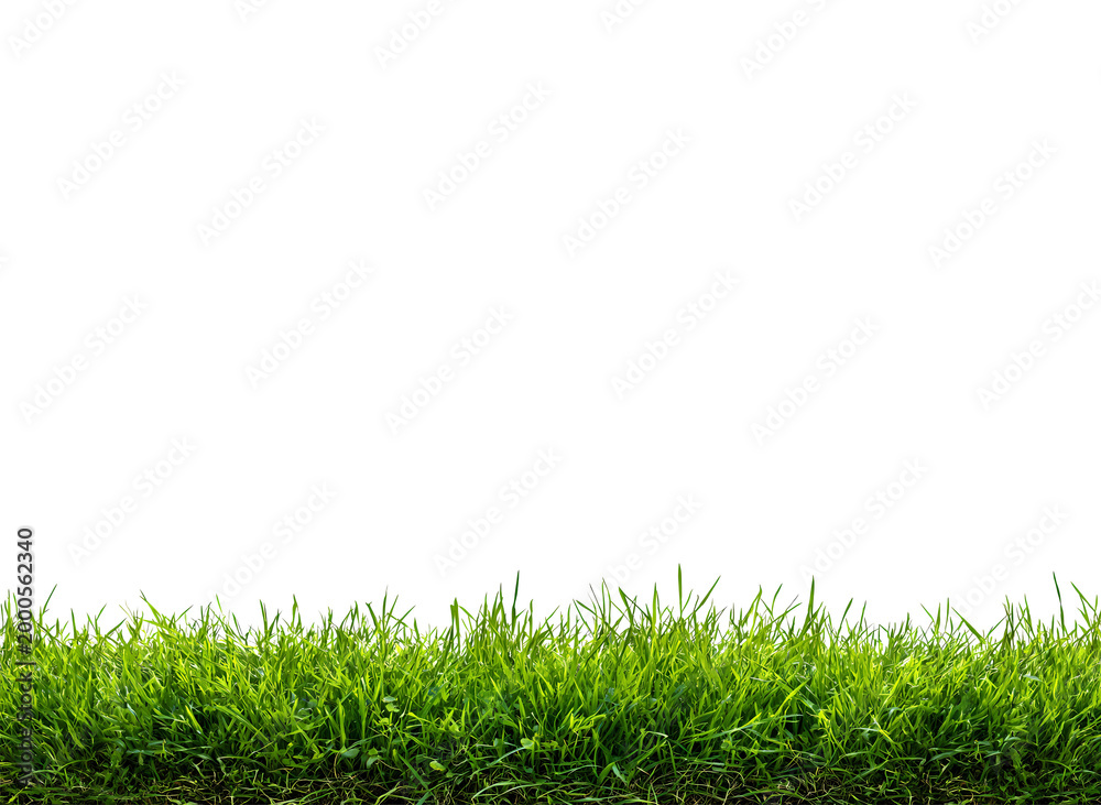 Fototapeta premium Grass, green lawn, Abstract natural beautiful background for showcasing products, goods, text. Nature, flora, eco-friendliness.