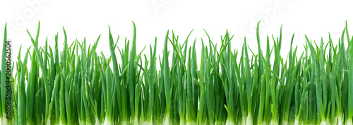 Microgreens, grass, green lawn. Popular, abstract, natural, beautiful background for showcasing products, goods, text. Nature, flora, eco-friendliness.