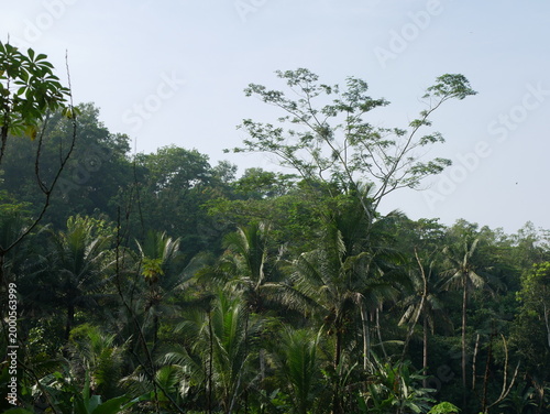 Konstfotografi a forest with shady trees such as coconut trees