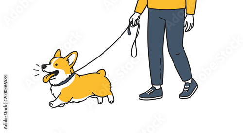 Person walking a happy corgi dog on a leash