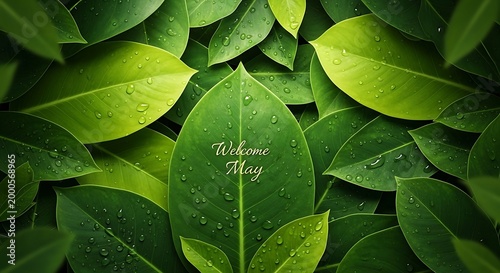 Welcome home message on fresh green leaf with water droplets in natural light