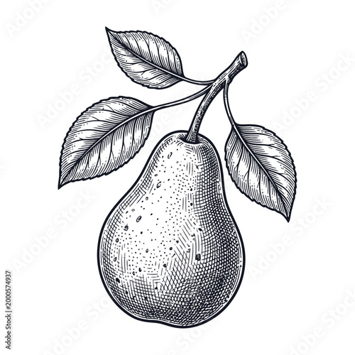 Detailed black and white illustration of a pear with leaves on a stem fruit concept