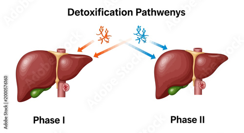 Liver Detoxification Process Phase I II.