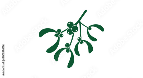 Mistletoe branch with green leaves berries.