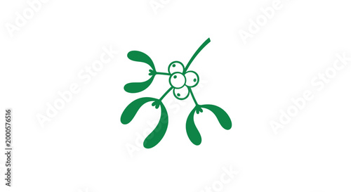 Mistletoe plant with green leaves.