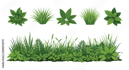 Collection of various green grass tufts and a long wild meadow border for garden and nature landscape design projects.