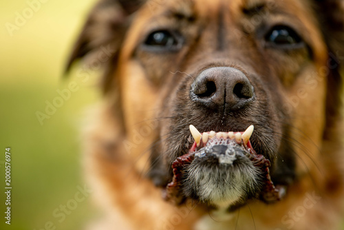 Foto A close-up of an adorable mixed breed dog's prominent underbite shows the lower