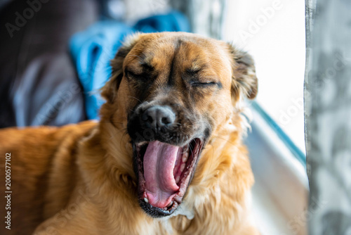 Schilderij op canvas A large mixed breed dog yawns with its mouth wide open, teeth and pink tongue fully visible in a close-up of a relaxed, sleepy dog in an indoor home setting