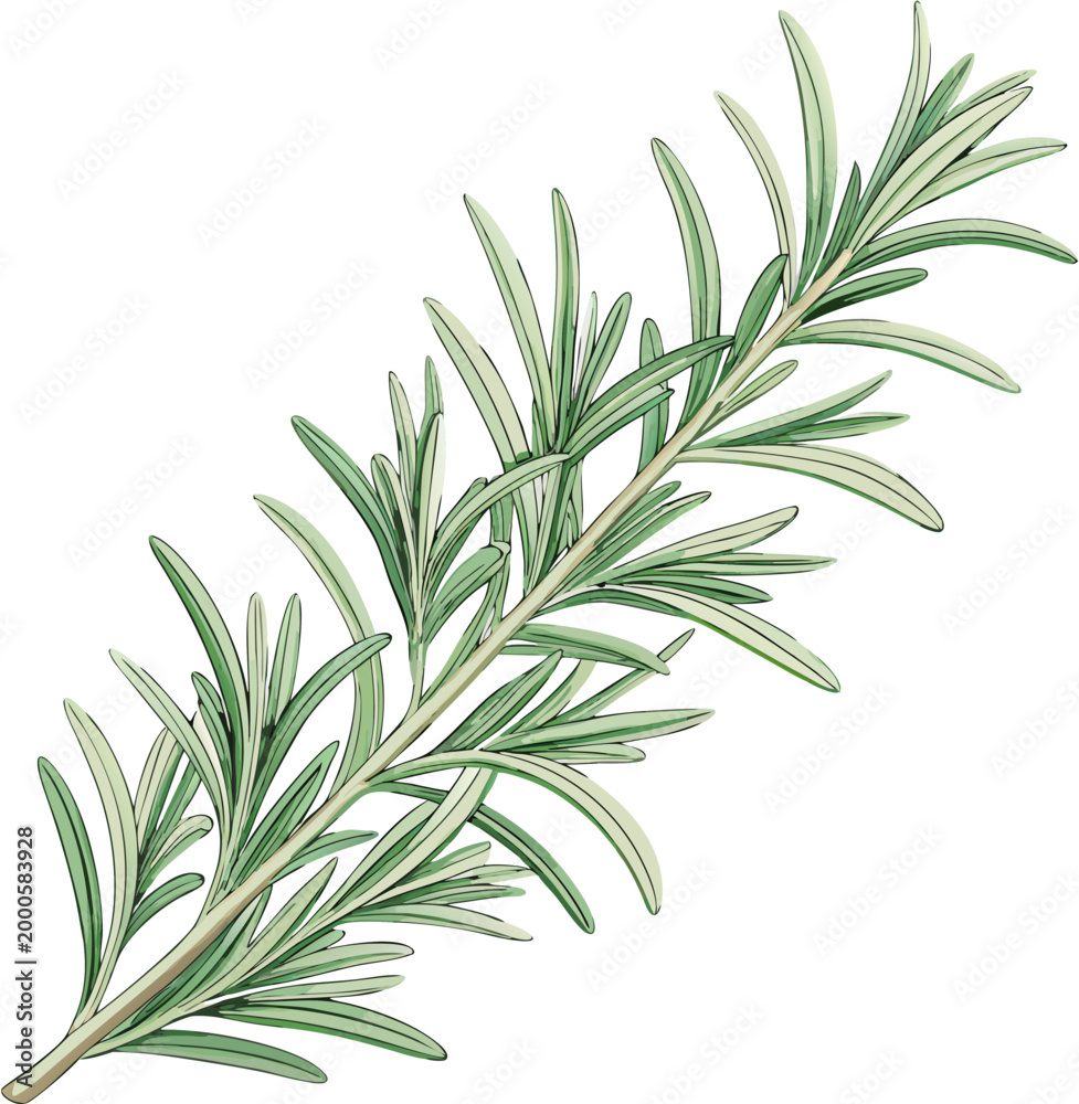 Fototapeta premium Rosemary Needle Leaves Fresh Herb Botanical Minimal Vector Illustration