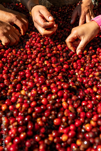 Farm workers hands sorting fresh ripe red coffee cherries during the harvest season in Chiriqui, Panama, ensuring quality control for specialty coffee production - stock photo