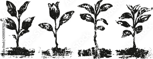 hand drawn young plant sprouts in soil growth, nature, organic, fresh, eco concept illustration
