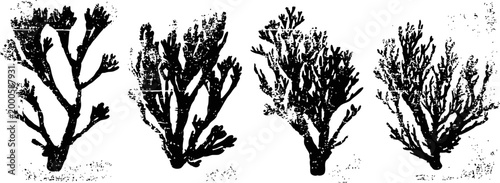 black seaweed varieties isolated on white background marine algae collection, natural underwater plants illustration