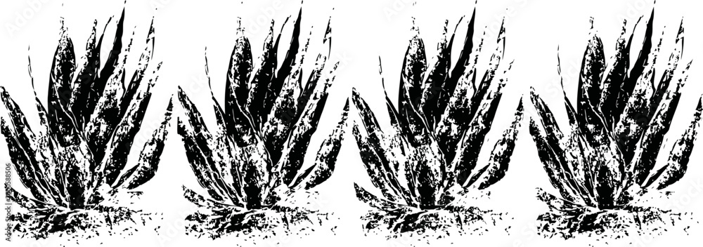 Obraz premium aloe vera plants with thick fleshy leaves in a row on white background, natural medicinal succulent