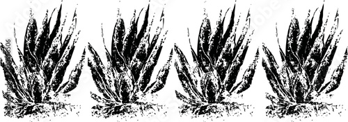 aloe vera plants with thick fleshy leaves in a row on white background, natural medicinal succulent