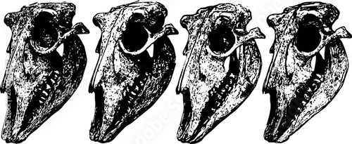 Four repetitive raven skull illustrations in black and white with high contrast vintage