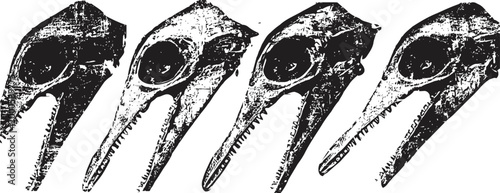 Four raven skull illustrations in vintage ink showing detailed bird anatomy and beak structure