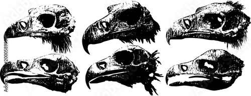 six black and white illustrations of bird skulls with different beak shapes and feather details