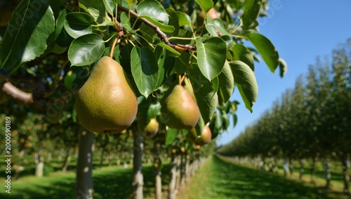Single ripe pear hanging on branch in structured orchard row.