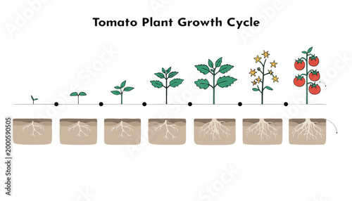 Tomato plant lifecycle educational vector infographic seedling to fruiting bush