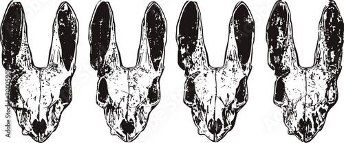 four identical black and white rabbit skull illustrations in a row, detailed anatomical line art
