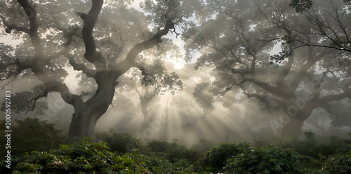 Misty forest with sunlight rays shining through tre