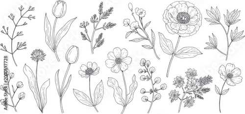 Hand drawn botanical with various flowers and leaves in a style floral line vintage nature
