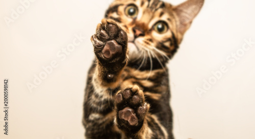 Canvastavla Cute Bengal cat paws up on glass table