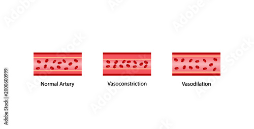 Arterial vasoconstriction and vasodilation. Cross section of arteries. Comparison of normal, constricted, and dilated blood vessels. Scientific Diagram. Vector illustration.