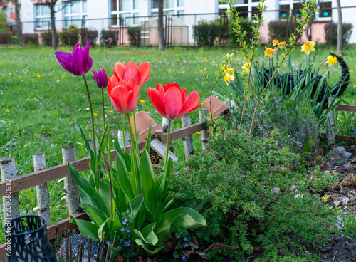 Tableau sur toile Red and purple tulips with yellow daffodils growing in a small garden bed beside a wooden border