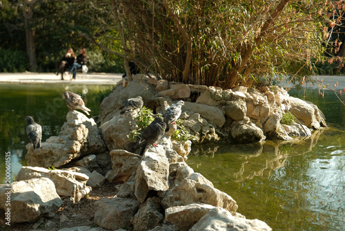 Pigeons gather on rocks near a tranquil pond in a sunlit park setting