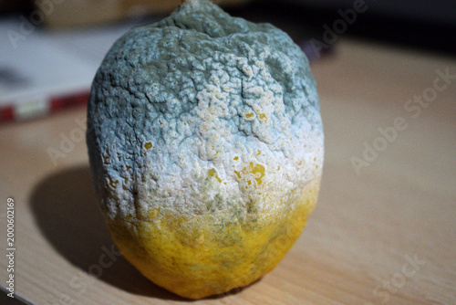 Canvas Print A detailed close-up shot showing a decomposing lemon partially covered in fuzzy blue and white fungal growth