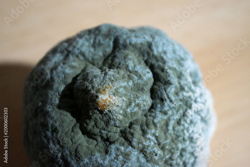 Canvas Print A detailed close-up shot showing a decomposing lemon partially covered in fuzzy blue and white fungal growth