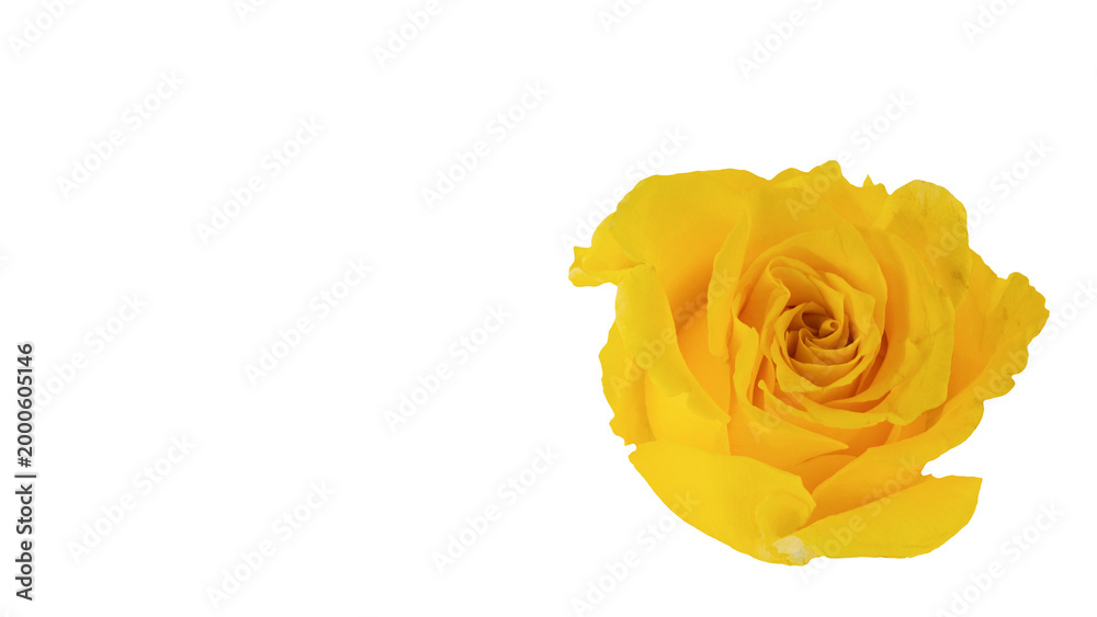 Fototapeta premium 黄色の薔薇 背景透過 マクロ クローズアップ
