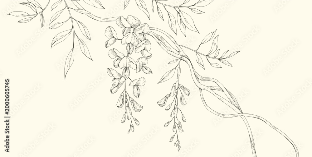 Obraz premium Wisteria blooming. Spring background with flowers and brunch. Detailed botanic floral collection for Valentines day invitation, wallpaper art or save the date