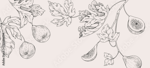 Background with fig tree brunch and leaves. Detailed hand drawn ink illustration for template layout design, brochure or cover for food card