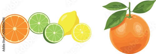 Citrus fruit vector set with orange, lemon, lime slices and whole fruit, fresh juicy food illustration collection