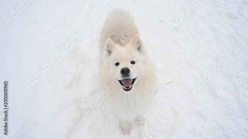 A Samoyed dog runs through the snow.