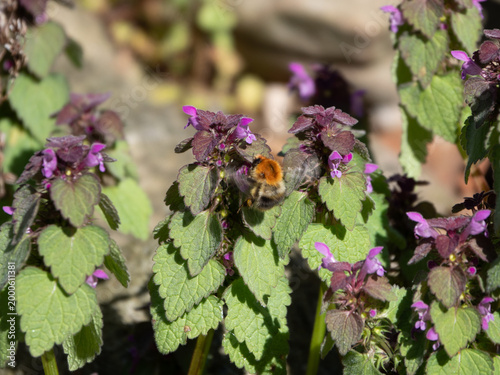 Angeflogen - eine dicke Hummel im Anflug an eine Brennnesselblüte