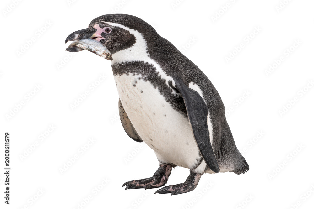 Fototapeta premium Humboldt penguin holding a fresh fish in its beak, isolated on white background, showcasing wildlife feeding behavior and natural detail