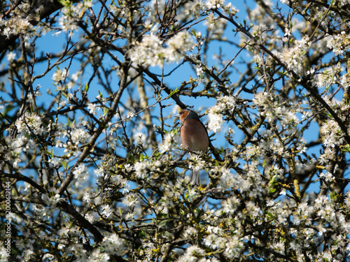 Gartenvögel - Buchfink Männchen in einem weiß blühenden Baum im Frühling