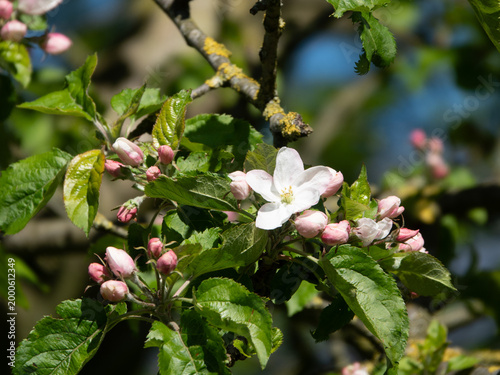 Apfelblüte - Obstbaum Blüte im Frühjahr