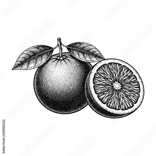 Detailed black and white illustration of a whole and halved citrus fruit with leaves on a white background