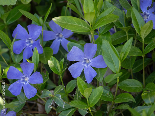 Große Immergrün, Vinca major