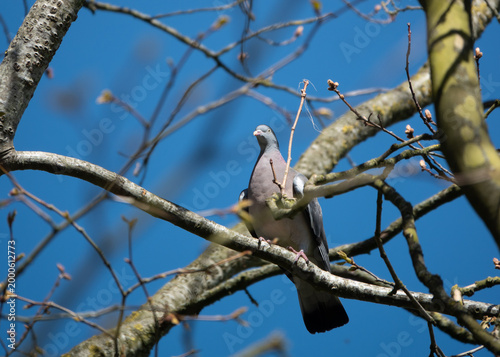 Graue Taube sitz in einem Baum und beobachtet die Natur