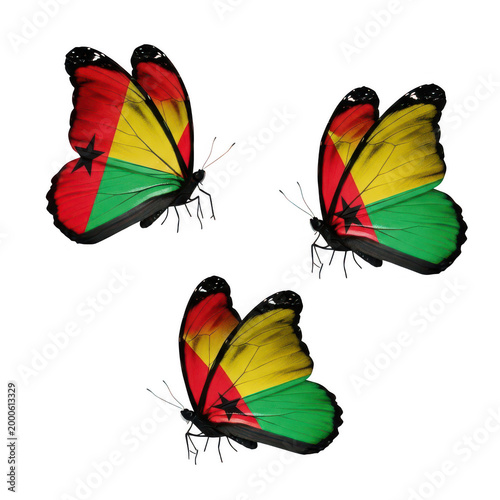 Colorful butterflies flying together in nature
