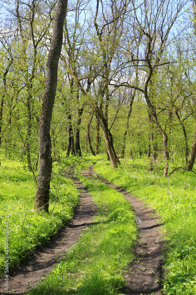 Fototapeta premium Winding dirt path through a lush green forest in early spring sunlight